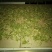 金银花统花