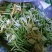 金银花统花
