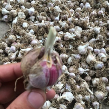 大蒜混级统货