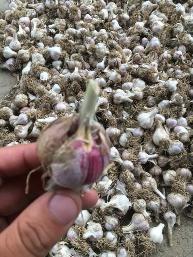 大蒜混级统货