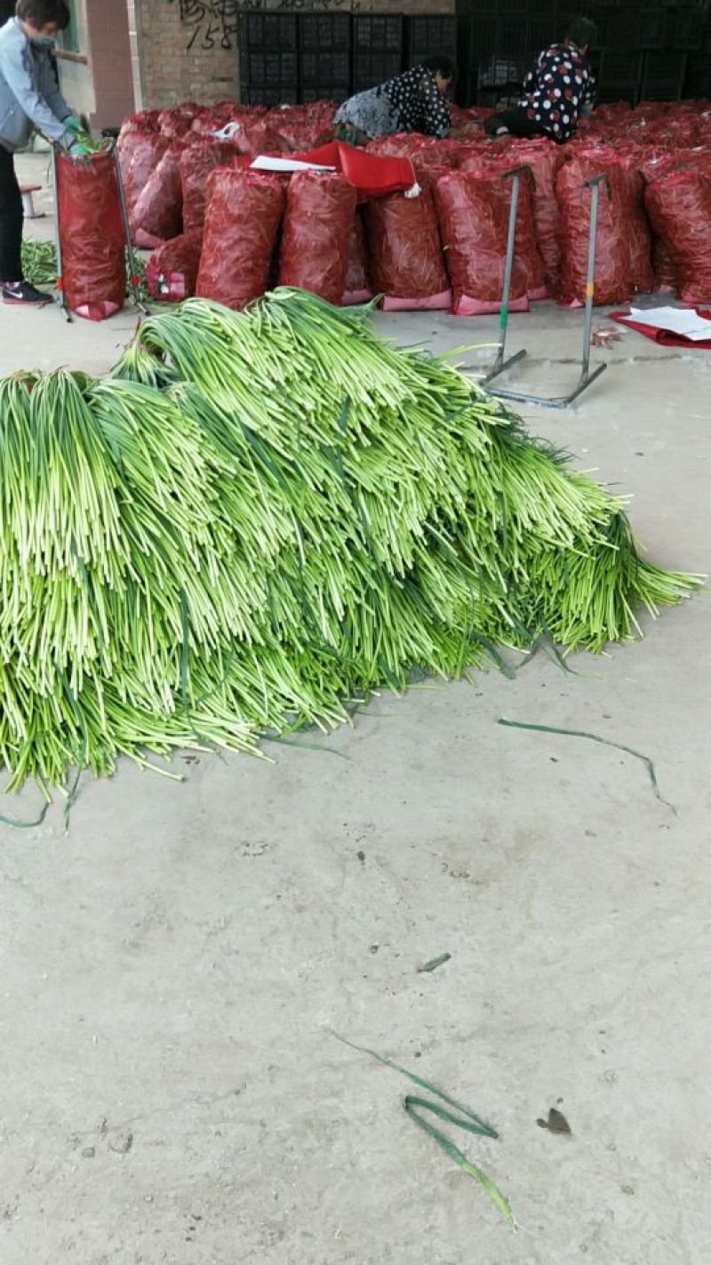 蒜薹精品60~70cm红帽蒜苔，走市场，存库