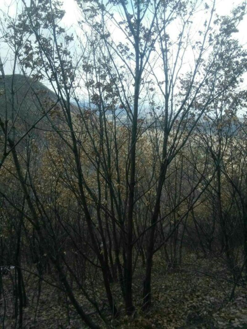 蒙古栎树，独杆和丛生，胸径6～10公分。