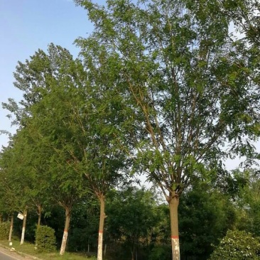 香花槐18~20cm12~14cm3米以上
