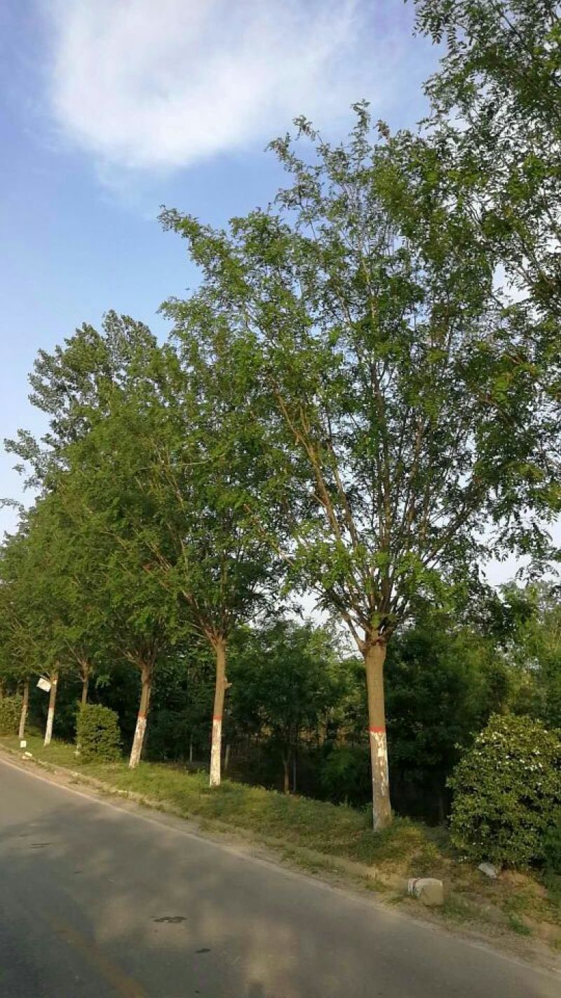 香花槐18~20cm12~14cm3米以上