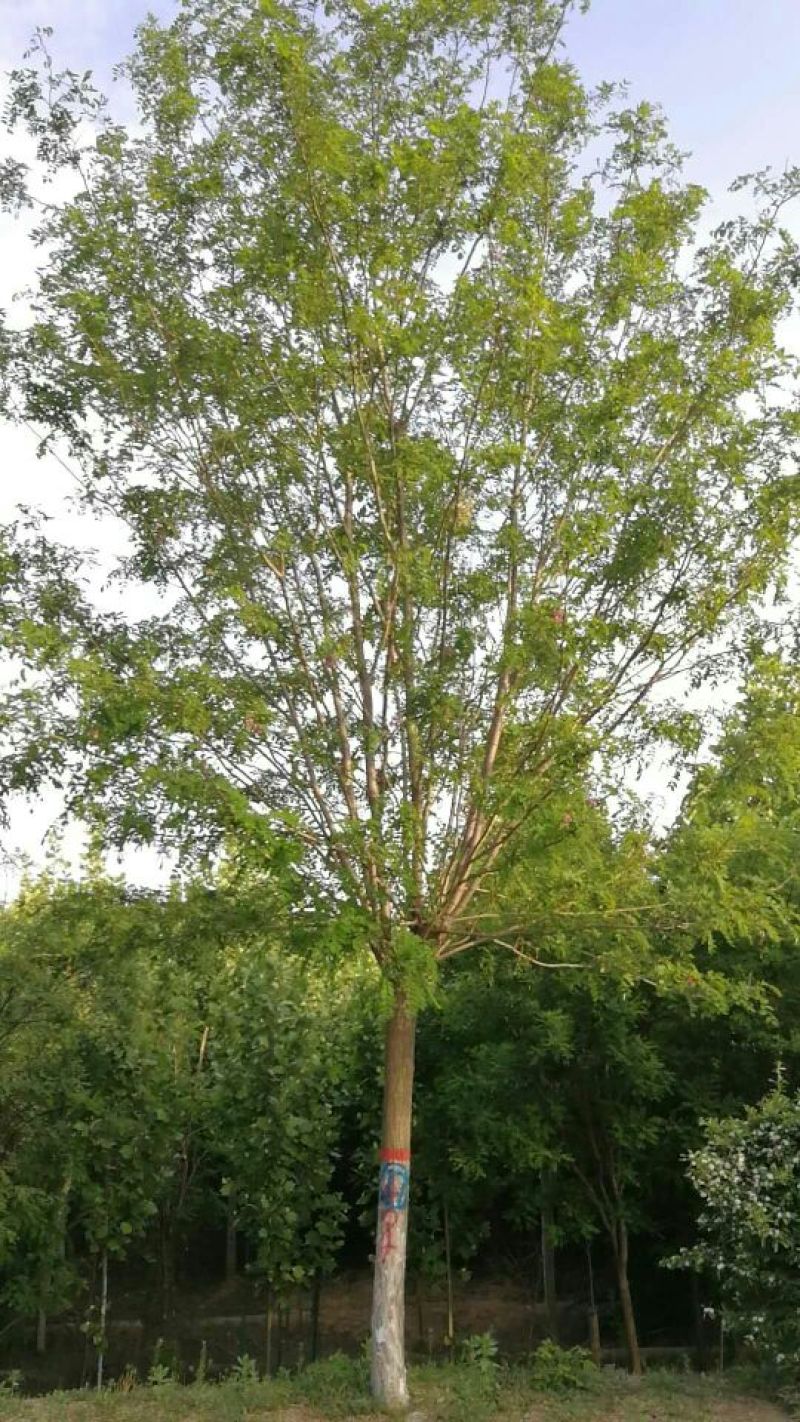 香花槐18~20cm12~14cm3米以上