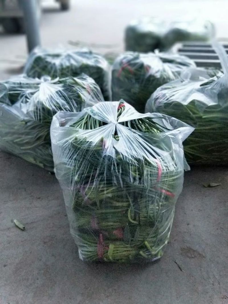 蒜薹精品60~70cm红帽蒜苔，走市场，存库