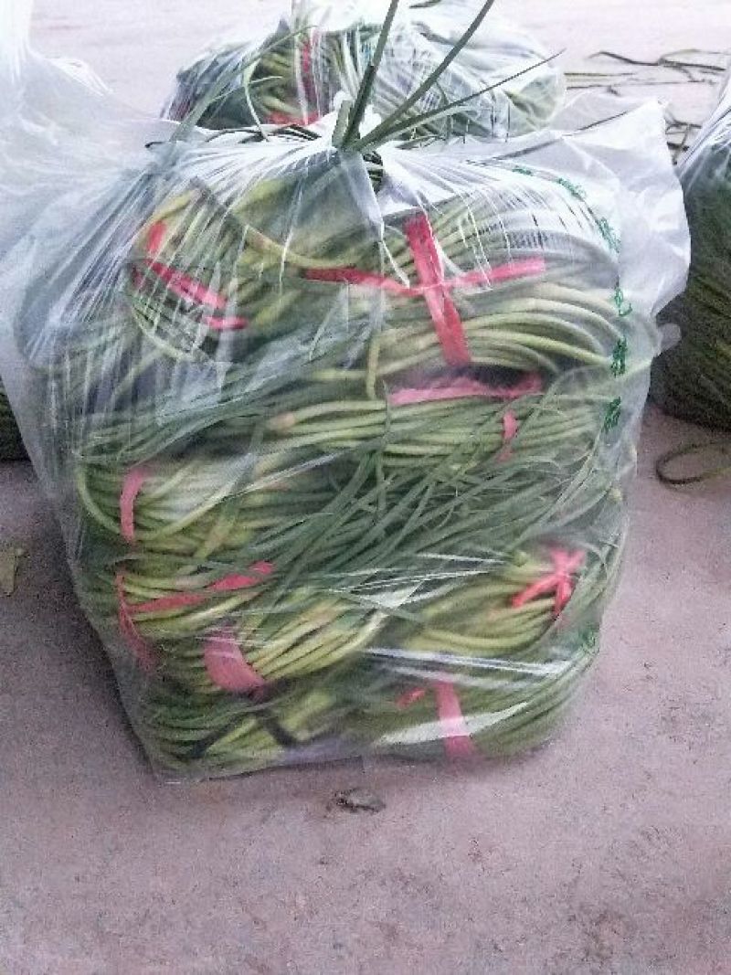 蒜薹精品60~70cm红帽蒜苔，走市场，存库