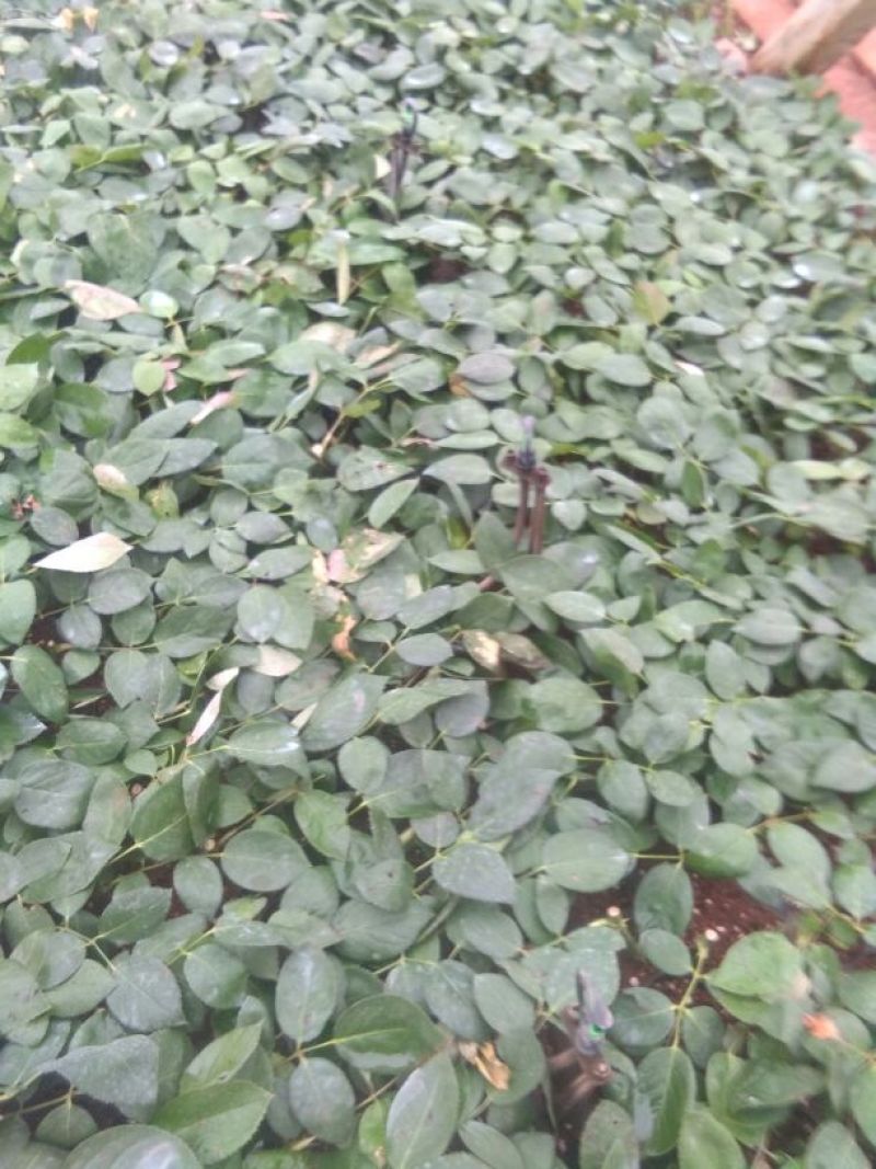 红玫瑰苗30~40cm