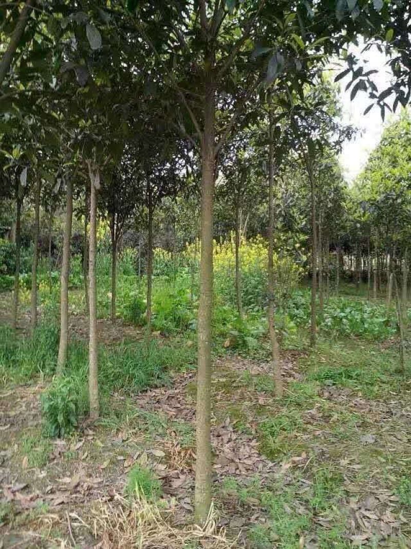 大叶女贞4cm以下