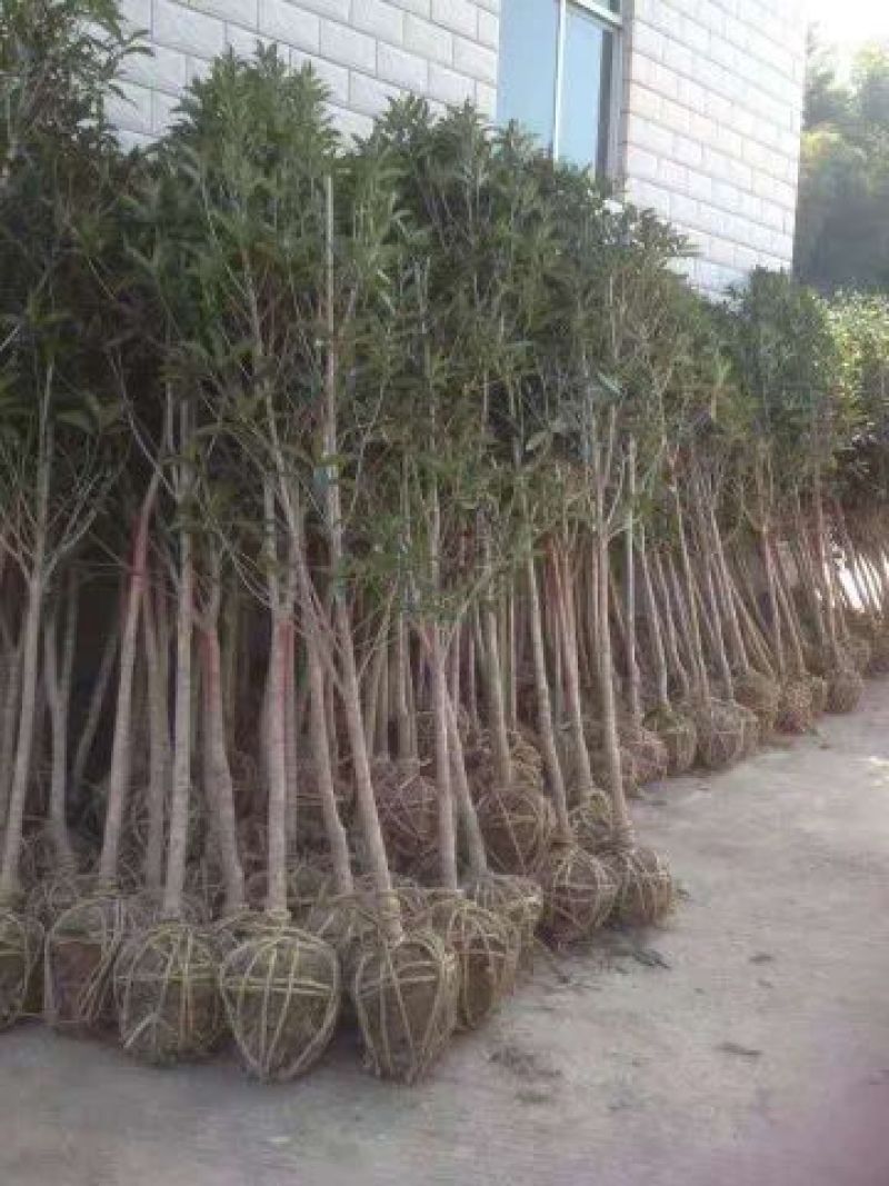大叶女贞4cm以下