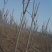 黄山栾树6~8cm6~8cm3.5~4米