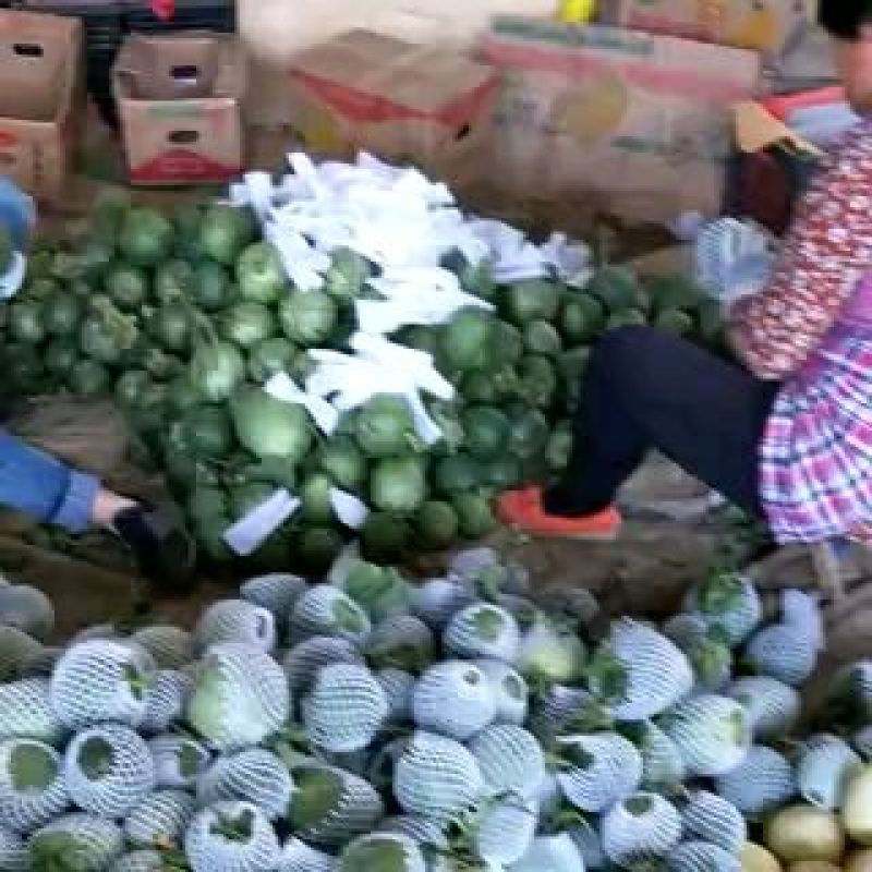 【绿宝甜瓜】山东甜瓜品种齐全【一手货源】全国发货