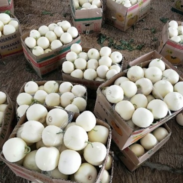 山东白玉香瓜，一手货源批发，品质保证，价格优惠欢迎合