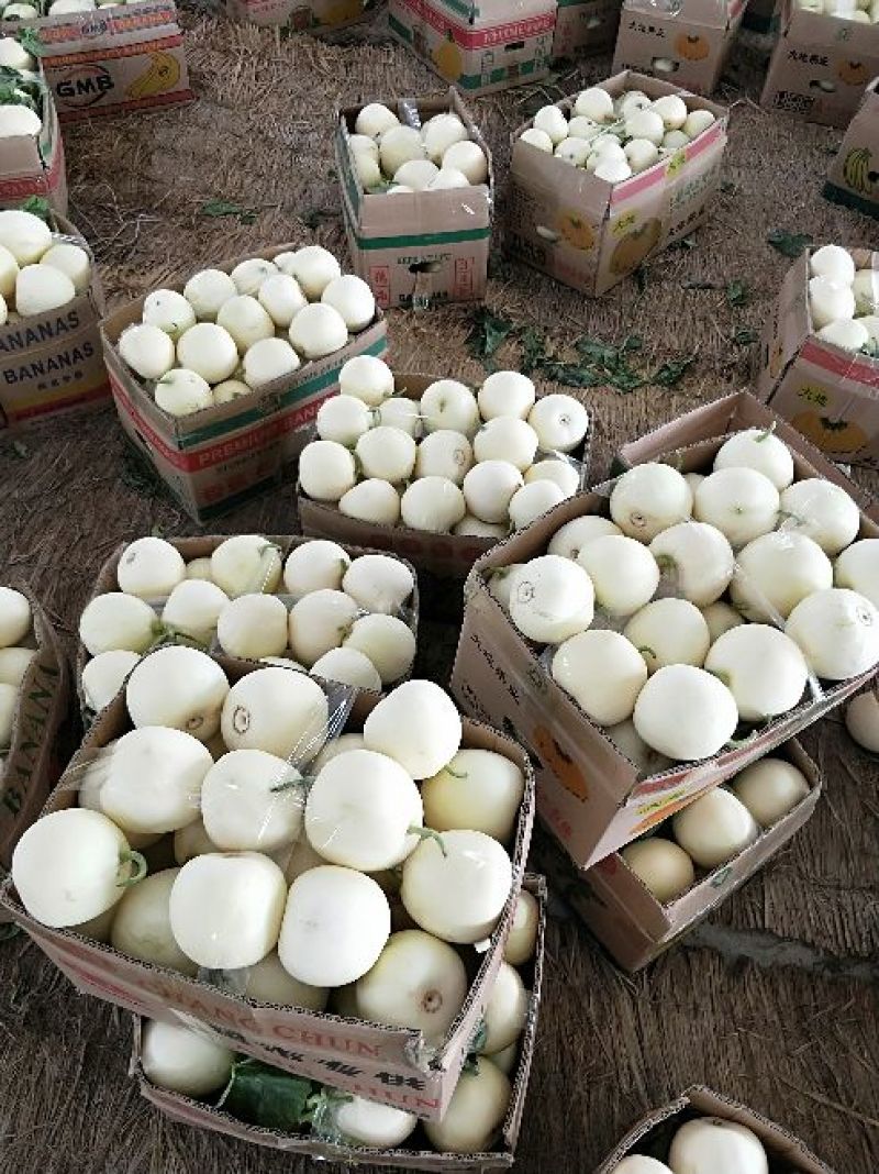 山东白玉香瓜，一手货源批发，品质保证，价格优惠欢迎合