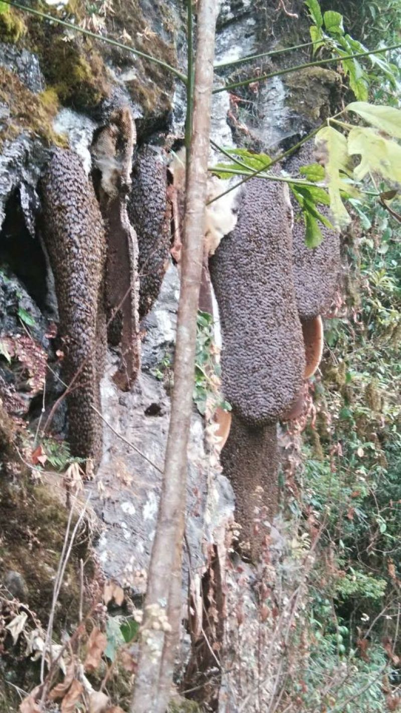 野山花蜂蜜崖蜂蜜