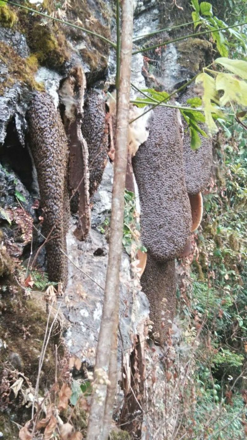 野山花蜂蜜崖蜂蜜