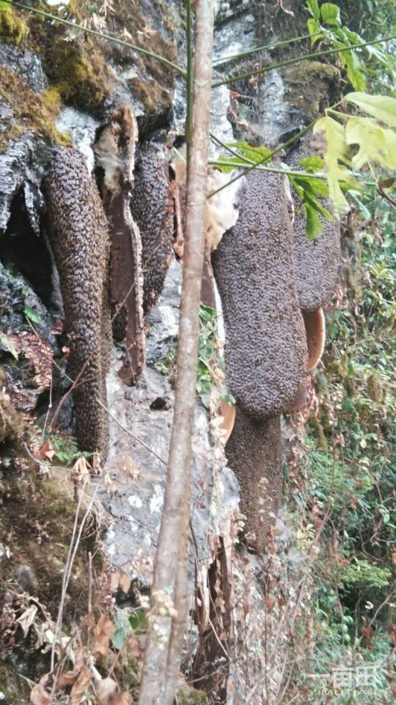 野山花蜂蜜崖蜂蜜