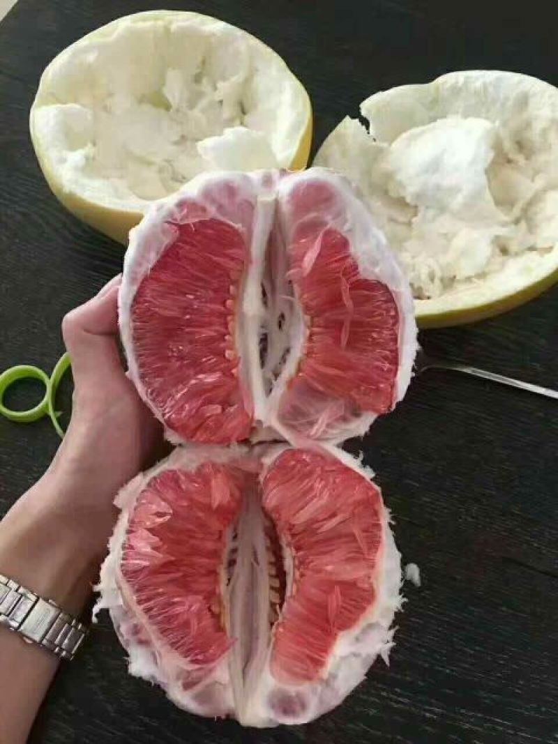 三红蜜柚苗