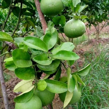 三红蜜柚苗