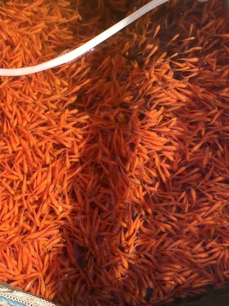 兴国红鲤红鲤鱼鲤鱼