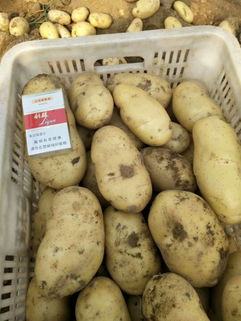 山东荷兰十五土豆大量出售4两起步大货产地冷库代发