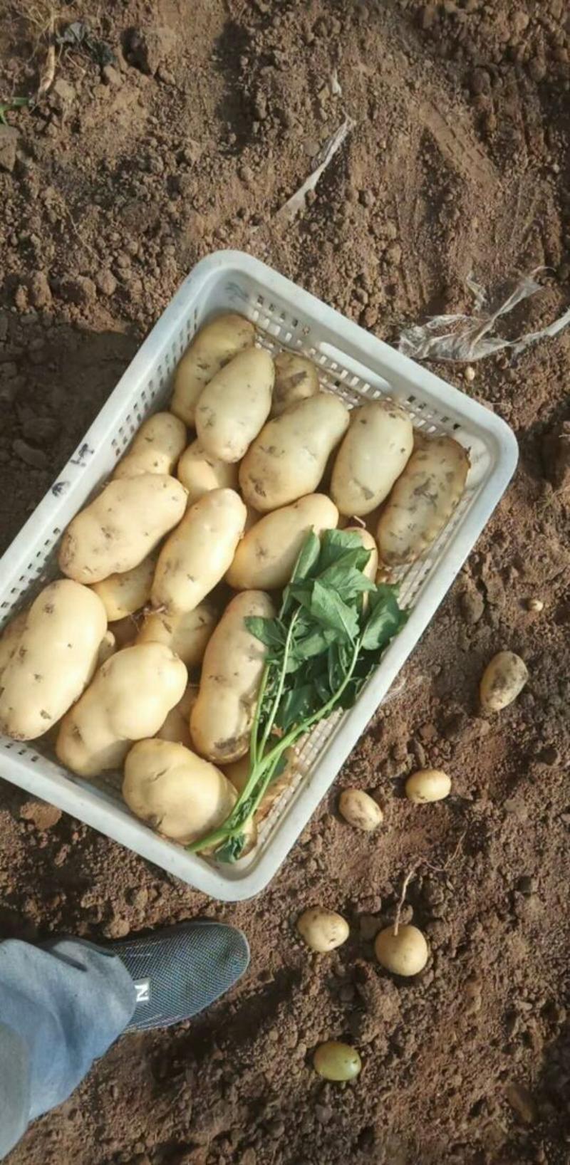 山东荷兰十五土豆大量出售4两起步大货产地冷库代发