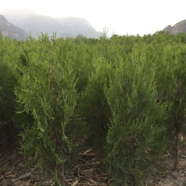 侧柏苗侧柏定植苗杯苗1-1.6米大量有货