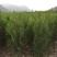 侧柏苗侧柏定植苗杯苗1-1.6米大量有货