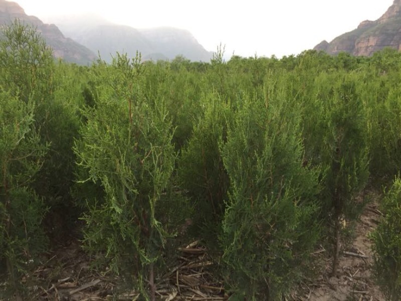 侧柏苗侧柏定植苗杯苗1-1.6米大量有货