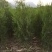 侧柏苗侧柏定植苗杯苗1-1.6米大量有货
