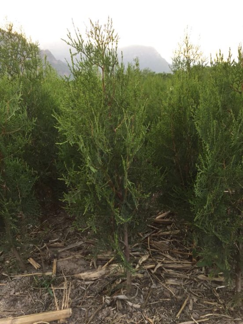 侧柏苗侧柏定植苗杯苗1-1.6米大量有货
