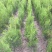 侧柏苗侧柏定植苗杯苗1-1.6米大量有货