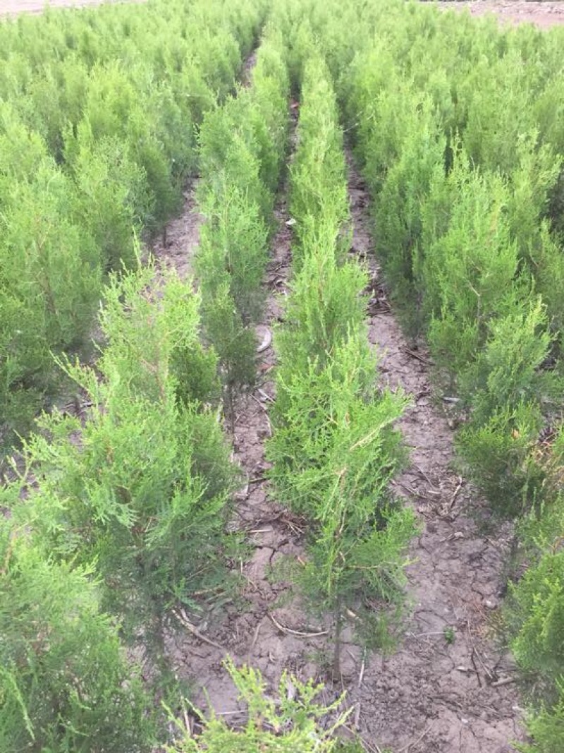 侧柏苗侧柏定植苗杯苗1-1.6米大量有货