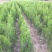 侧柏苗侧柏定植苗杯苗1-1.6米大量有货