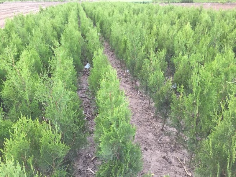侧柏苗侧柏定植苗杯苗1-1.6米大量有货