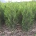 侧柏苗侧柏定植苗杯苗1-1.6米大量有货