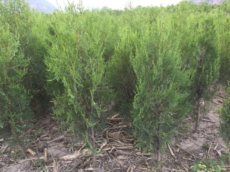 侧柏苗侧柏定植苗杯苗1-1.6米大量有货