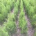 侧柏苗侧柏定植苗杯苗1-1.6米大量有货
