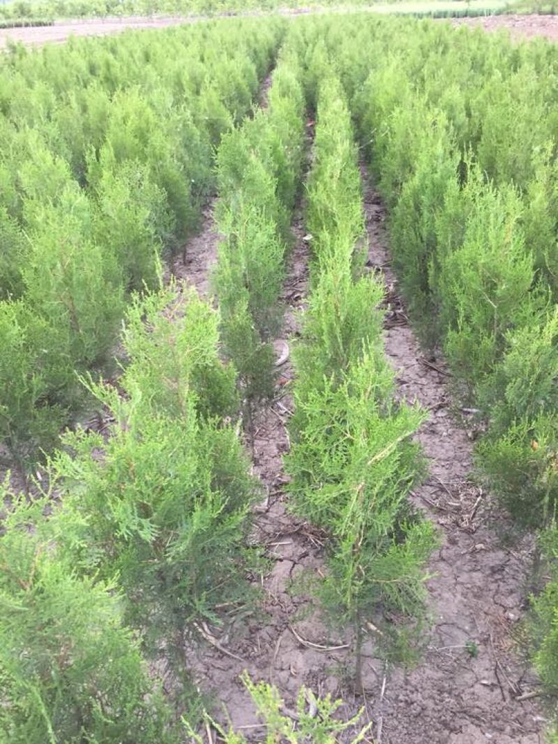 侧柏苗侧柏定植苗杯苗1-1.6米大量有货