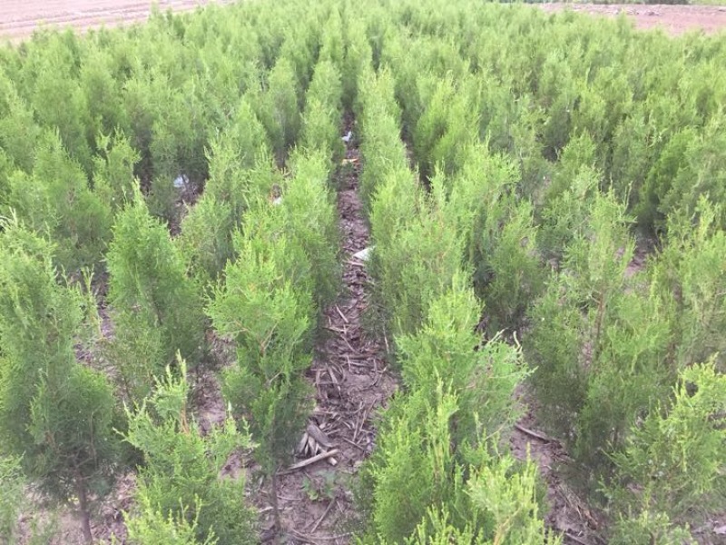 侧柏苗侧柏定植苗杯苗1-1.6米大量有货