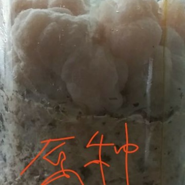 金耳菌种（椴木分离原种，二级种，栽培种）
