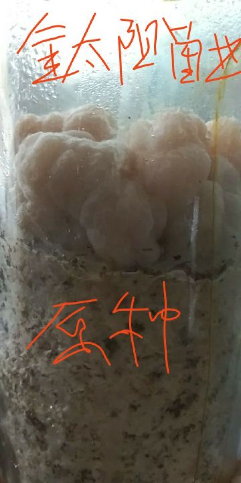 金耳菌种（椴木分离原种，二级种，栽培种）