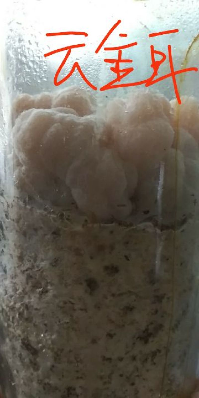 金耳菌种（椴木分离原种，二级种，栽培种）