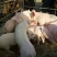 山东三元仔猪检疫齐全品种优良货源充足