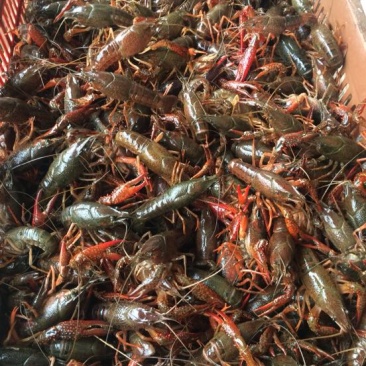 湖虾小龙虾主养4-6钱（20-30克）活虾，红虾