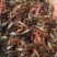 湖虾小龙虾主养4-6钱（20-30克）活虾，红虾