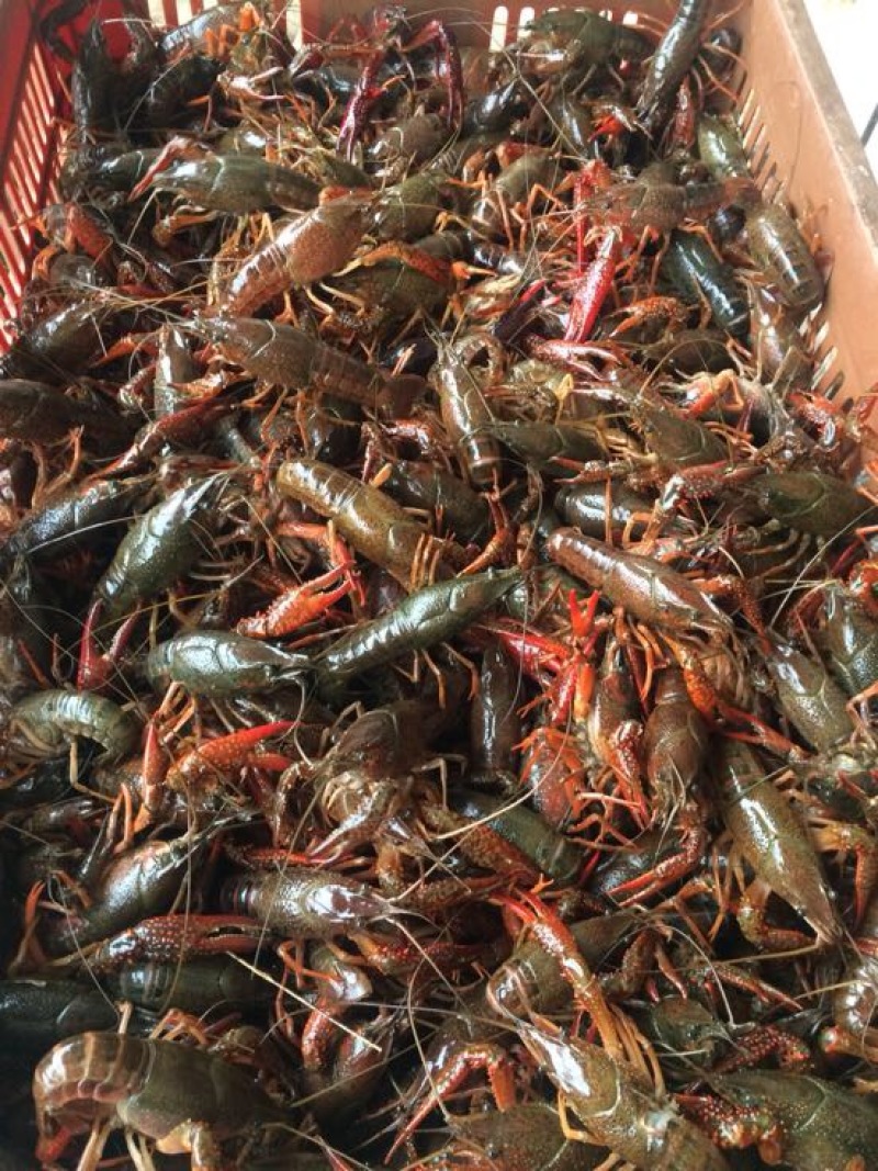 湖虾小龙虾主养4-6钱（20-30克）活虾，红虾