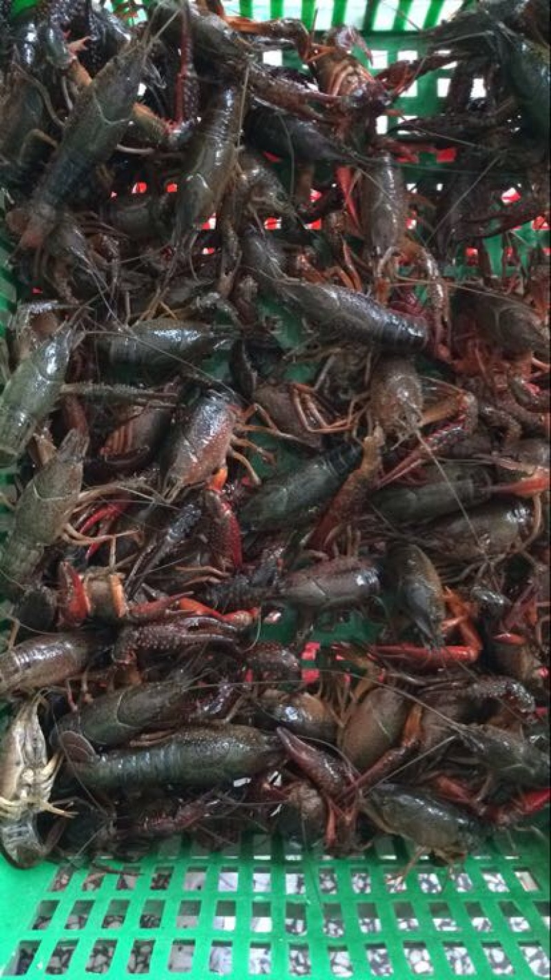 湖虾小龙虾主养4-6钱（20-30克）活虾，红虾