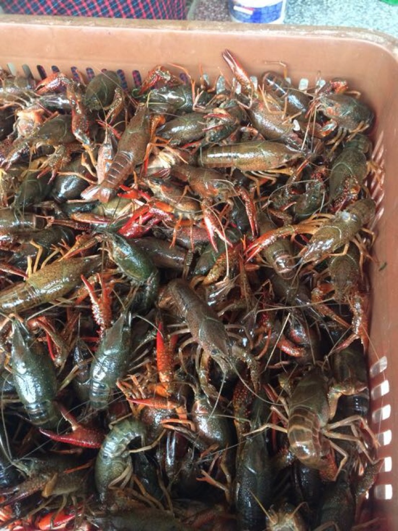 湖虾小龙虾主养4-6钱（20-30克）活虾，红虾