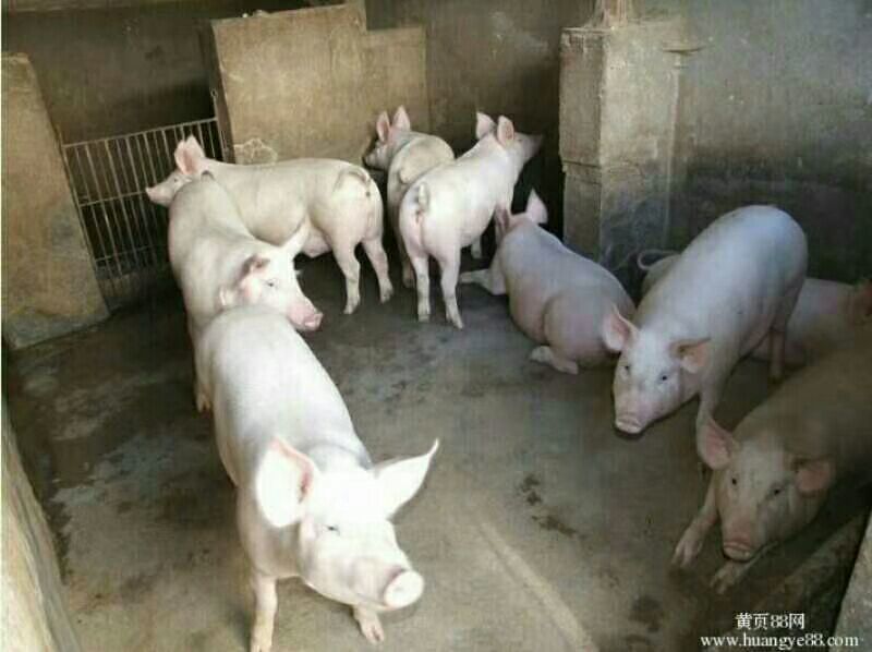 优良仔猪猪场直供货源充足检疫手续齐全